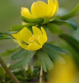 Winter aconite Eranthis hyemalis