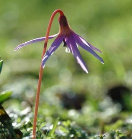 Dog’s tooth violet Erythronium dens-canis