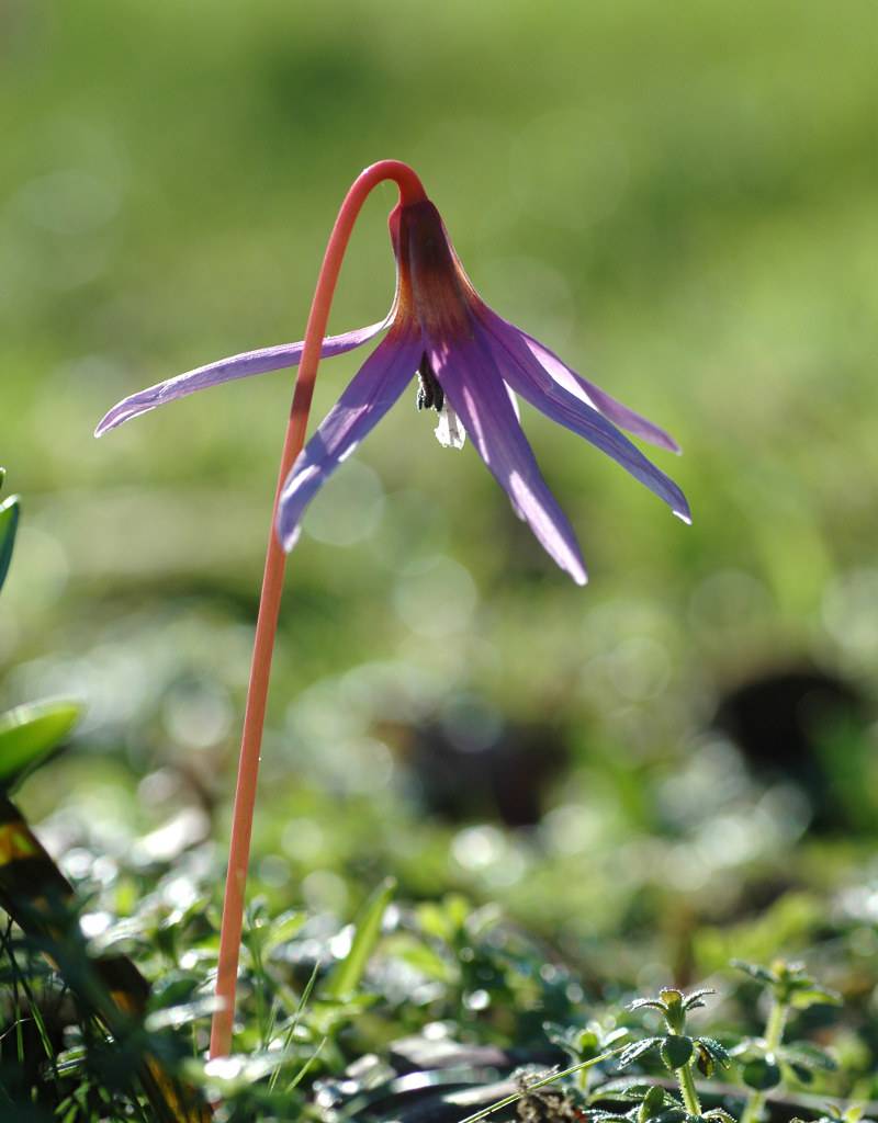 Dog’s tooth violet Erythronium dens-canis (Dog’s tooth violet) - Stinzenplant