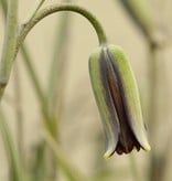 Fritillary Fritillaria elwesii