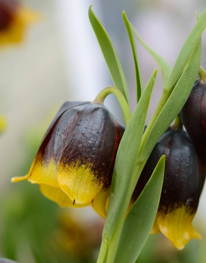 Fritillary Fritillaria michailovskyi (Fritillary)