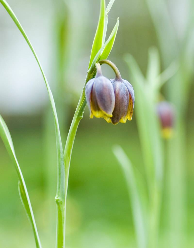 Fritillary Fritillaria uva-vulpis (Fox grape fritillary)