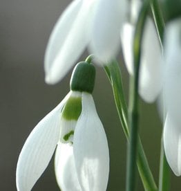 Snowdrop Galanthus elwesii