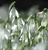 Snowdrop Galanthus nivalis (Snowdrop) - Stinzenplant