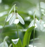 Snowdrop (Woronow's) Galanthus woronowii (Woronow's snowdrop) - Stinzenplant
