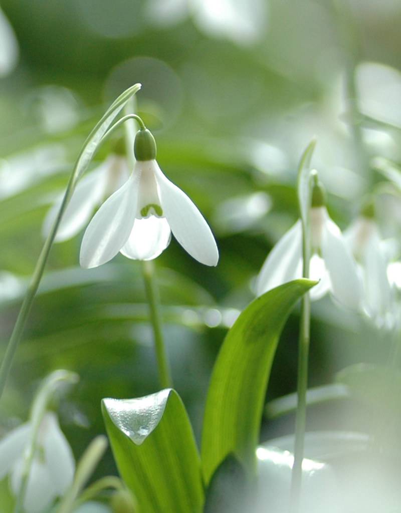 Snowdrop (Woronow's) Galanthus woronowii (Woronow's snowdrop) - Stinzenplant