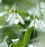 Snowdrop (Woronow's) Galanthus woronowii (Woronow's snowdrop) small bulb – Stinzenplant