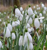 Snowdrop (Cultivar) Galanthus nivalis 'S. Arnott'