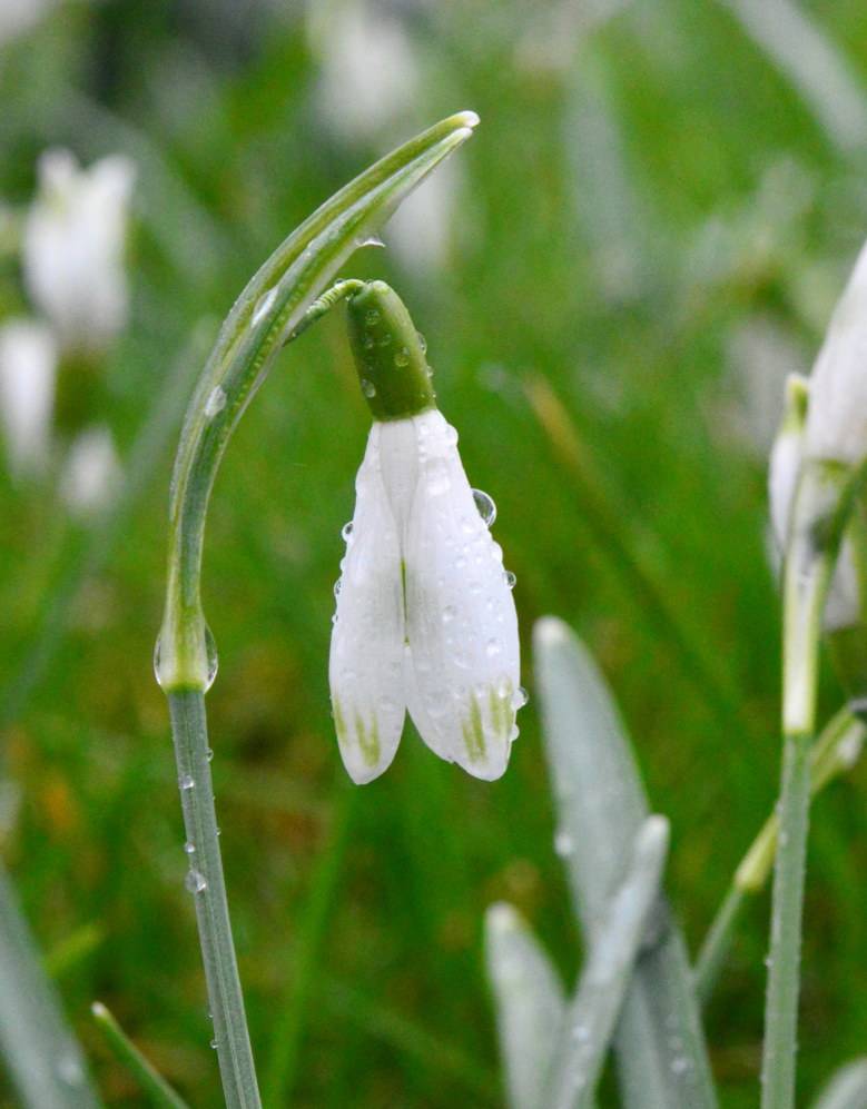 Snowdrop (Cultivar) Galanthus nivalis 'Tippy Green'