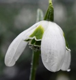 Snowdrop (Cultivar) Galanthus plicatus 'Hippolyta'