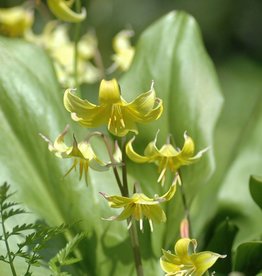 Dog’s tooth violet ('Pagoda') Erythronium 'Pagoda'