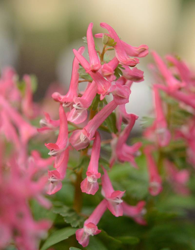 Fumewort Corydalis solida 'Beth Evans' (Fumewort)