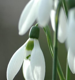 Snowdrop Galanthus elwesii small bulb