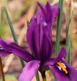 Iris Iris reticulata 'J.S. Dijt' (Netted Iris)