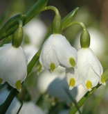 Snowflake (Spring) Leucojum vernum (Spring snowflake) - Stinzenplant