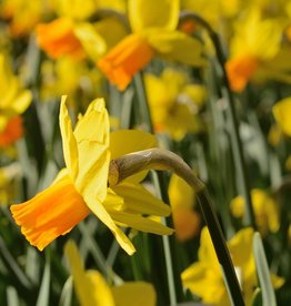 Daffodil Narcissus 'Jetfire'