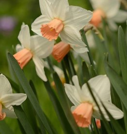 Daffodil Narcissus 'Reggae'