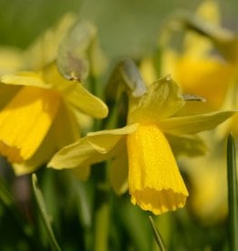Daffodil Narcissus 'Tête-à-Tête'
