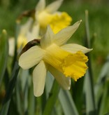 Daffodil Narcissus 'Topolino'