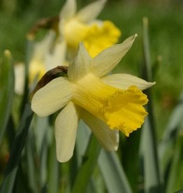Daffodil Narcissus 'Topolino'