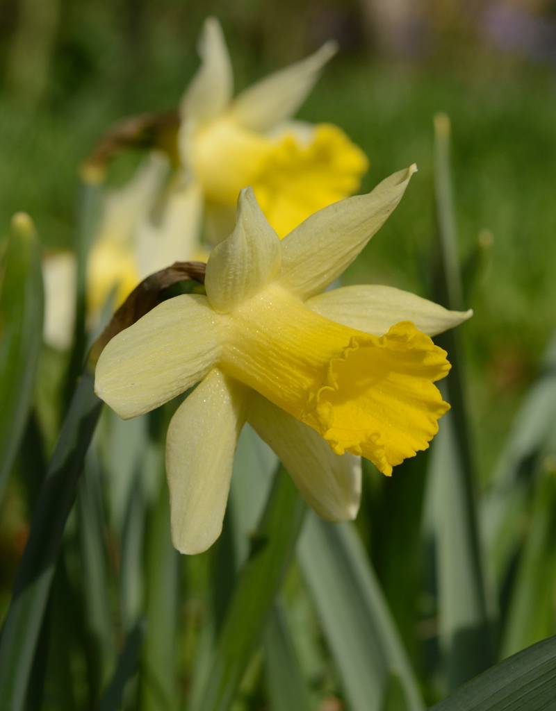 Daffodil Narcissus 'Topolino'