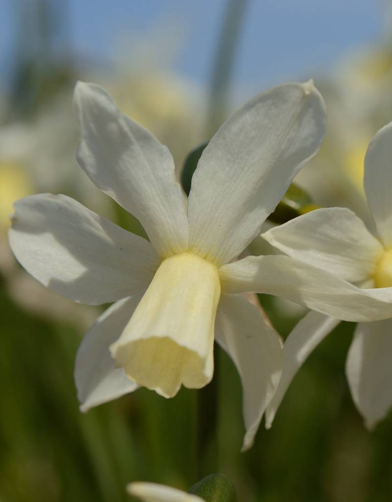 Daffodil Narcissus 'Toto'