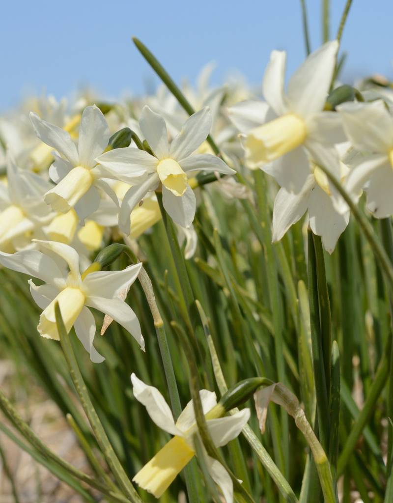 Daffodil Narcissus 'Toto'