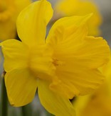 Daffodil (Tenby) Narcissus pseudonarcissus obvallaris (Tenby Daffodil) - Stinzenplant