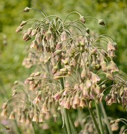 Sicilian Honey Garlic Nectaroscordum siculum