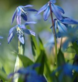 Squill (Siberian) Scilla siberica (Siberian squill) - Stinzenplant