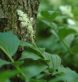 False spikenard Smilacina racemosa (False spikenard)