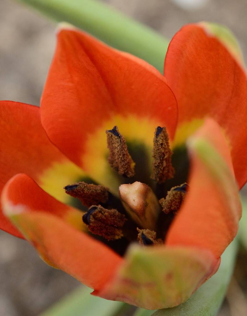 Tulip (Wild) Tulipa hageri