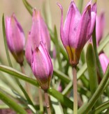 Tulip (Wild) Tulipa humilis