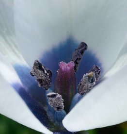 Tulip (Wild) Tulipa humilis var. pulchella 'Albocaerulea'