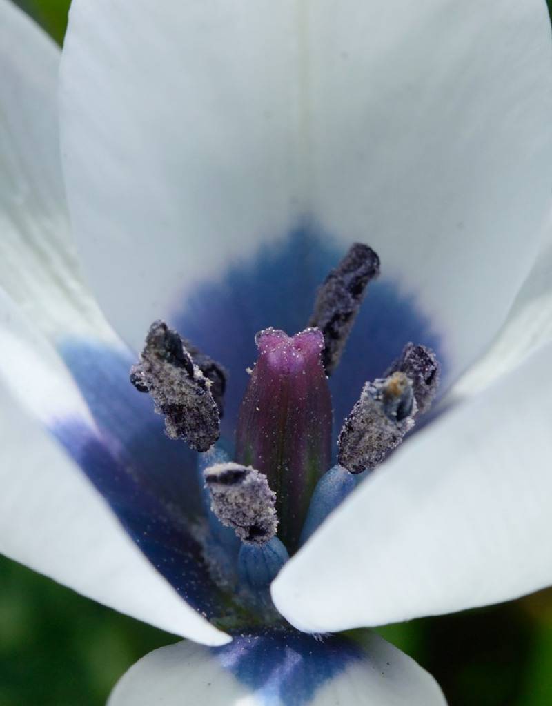 Tulip (Wild) Tulipa humilis var. pulchella 'Albocaerulea'