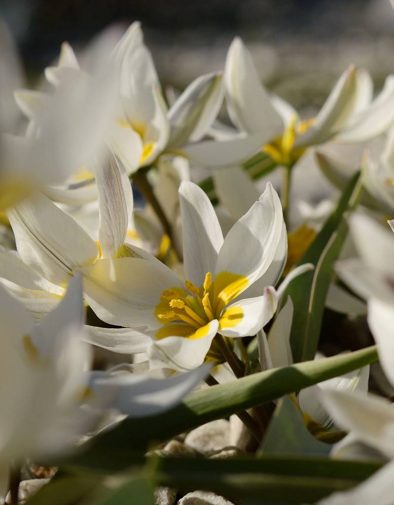 Tulip (Wild) Tulipa polychroma