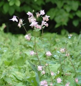 Columbine Aquilegia vulgaris (Seeds)