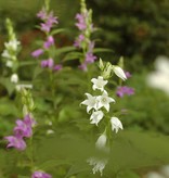 Broad-leaved bellflower Campanula latifolia (Seeds) (Broad-leaved bellflower) - Stinzenplant