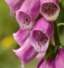 Foxglove Digitalis purpurea (Seeds)