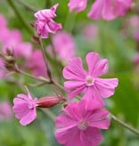 Red campion Silene dioica (Seeds) (Red campion)