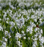 Striped squill Puschkinia scilloides var. Libanotica (Striped squill) - Stinzenplant