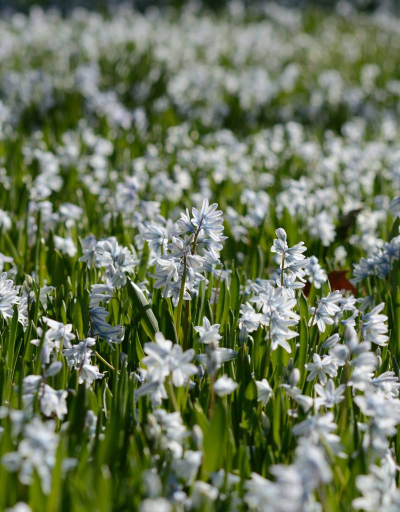 Striped squill Puschkinia scilloides var. Libanotica (Striped squill) - Stinzenplant