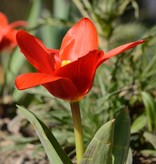 Tulip (Wild) Tulipa kaufmanniana 'Showwinner'