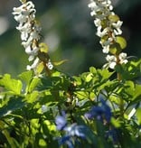 Holewort Corydalis cava (bulbosa) (Holewort) - Stinzenplant