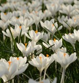 Crocus (Dutch) Crocus vernus 'Jeanne d'Arc' (Dutch crocus) - Stinzenplant