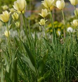Tulip Tulipa 'Spring Green'