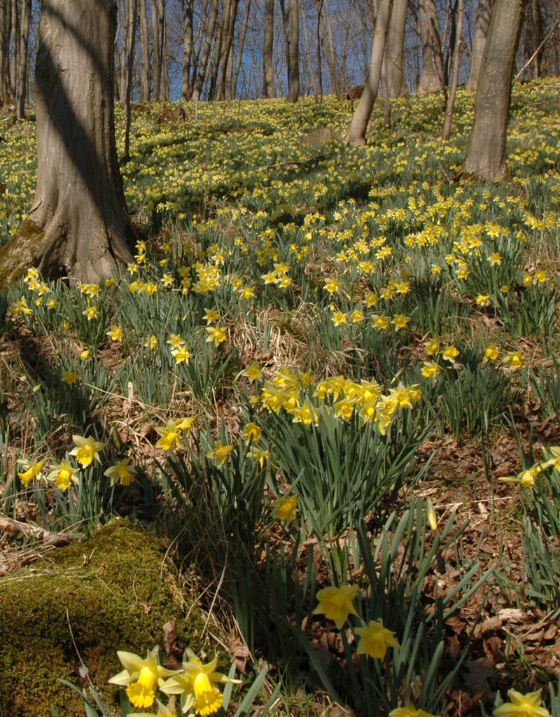 Daffodil (Wild) Narcissus pseudonarcissus lobularis (Wild daffodil) - Stinzenplant