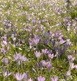 Crocus (Early) Crocus tommasinianus (Early crocus) - Stinzenplant