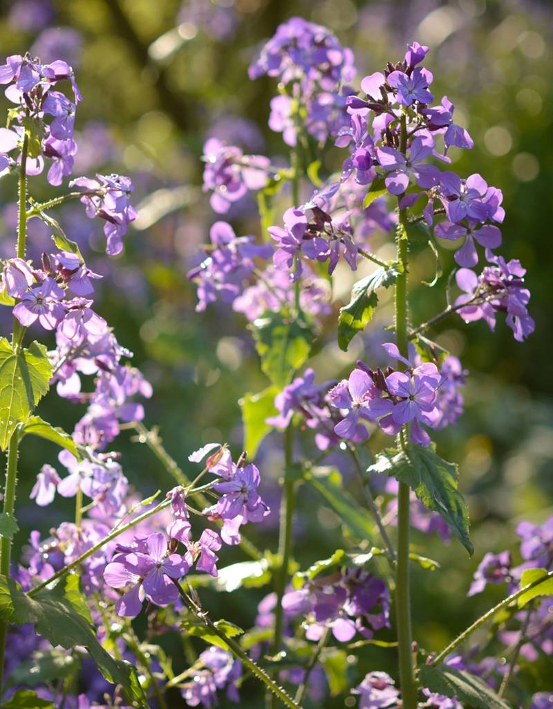 Honesty ‘Kastoria’ Lunaria annua 'Kastoria' (Seeds) (Honesty ‘Kastoria’)