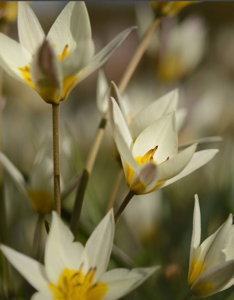 Tulip (Wild) Tulipa turkestanica